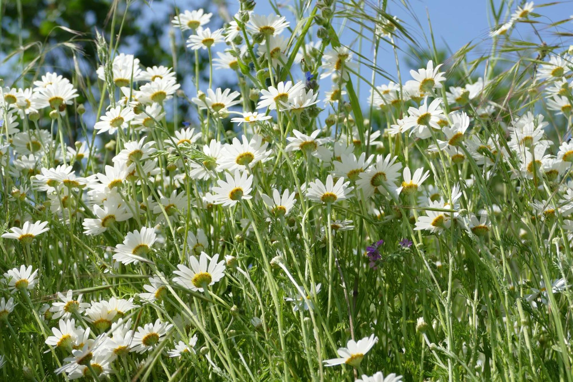 Naturgarten Karlsfeld In Der Schoenen Lausitz Welzow Eksteriør billede